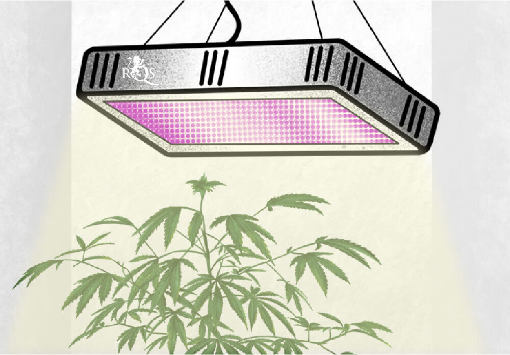 Die Ursachen für Fuchsschwanz-Cannabis Die Ursachen für Fuchsschwanz-Cannabis
