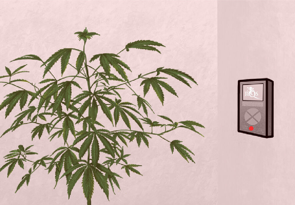 Die Ursachen für Fuchsschwanz-Cannabis Die Ursachen für Fuchsschwanz-Cannabis