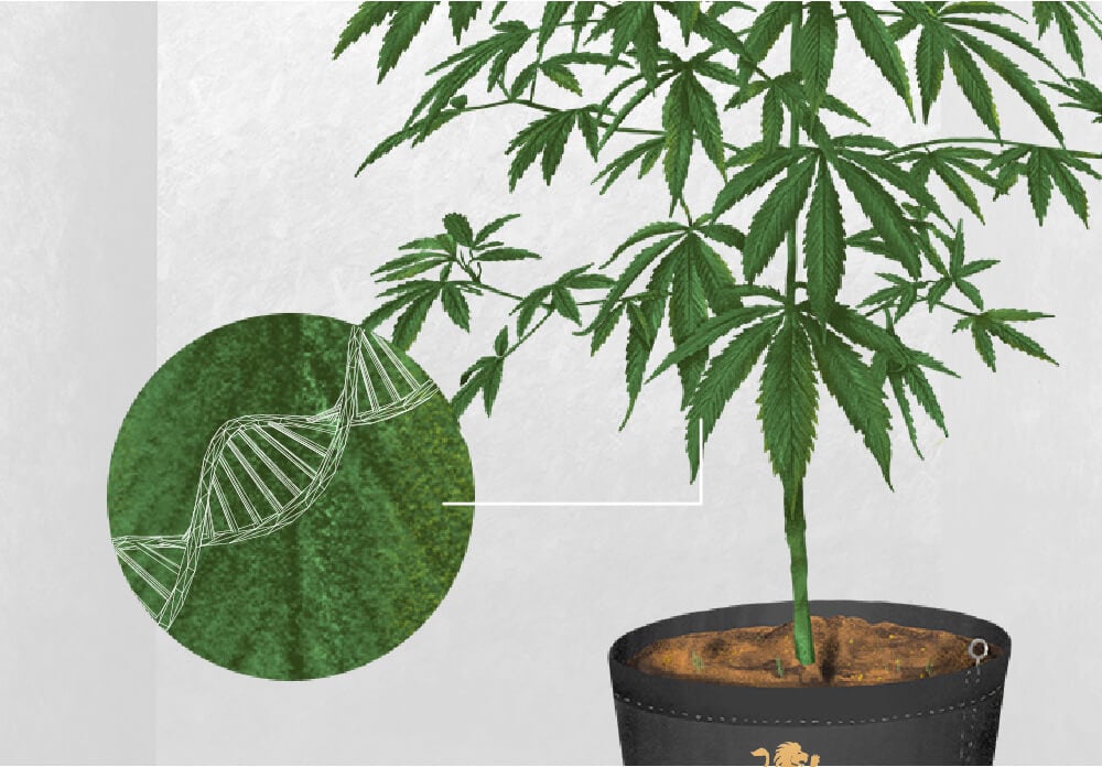Die Ursachen für Fuchsschwanz-Cannabis Die Ursachen für Fuchsschwanz-Cannabis