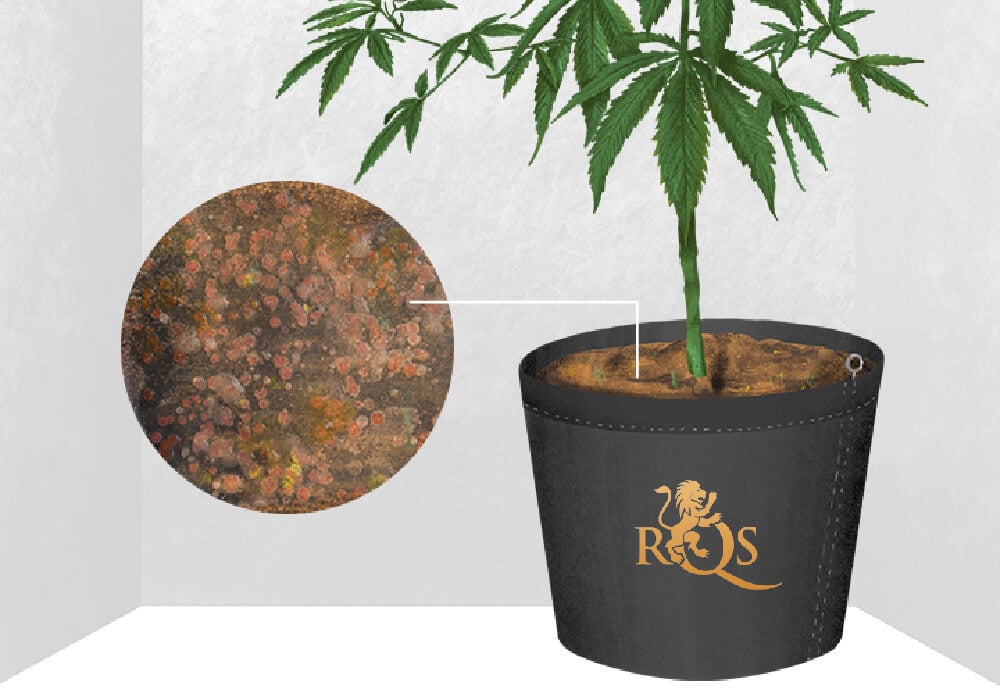 Die Ursachen für Fuchsschwanz-Cannabis Die Ursachen für Fuchsschwanz-Cannabis