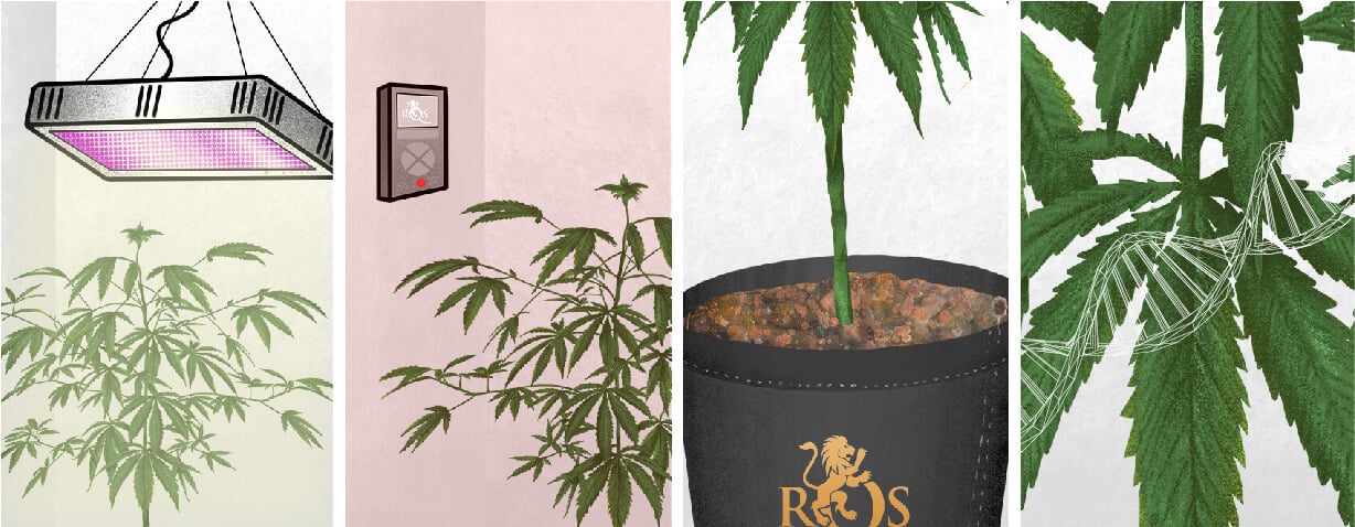 Die Ursachen für Fuchsschwanz-Cannabis Die Ursachen für Fuchsschwanz-Cannabis