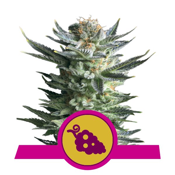 Kaufen Feminized Fruit Spirit Cannabis Kaufen Feminized Fruit Spirit Cannabis