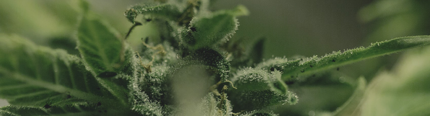 CANNABIS AILMENTS CANNABIS AILMENTS