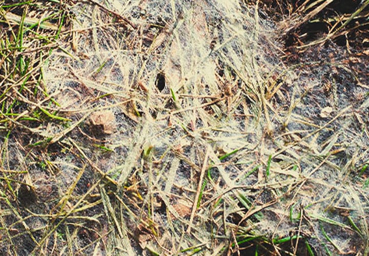 Fusarium Fusarium
