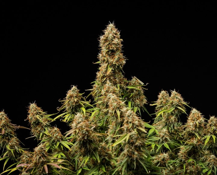 Gaia F1 Endergebnis Dichte, harzige Blüten und eine vollständig ausgereifte Struktur am Ende des Zyklus