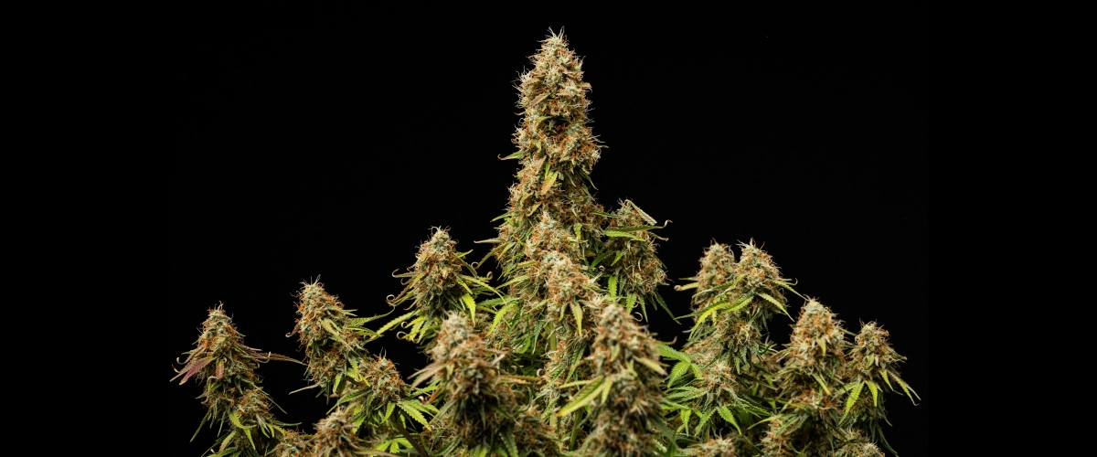 Gaia F1 Endergebnis Dichte, harzige Blüten und eine vollständig ausgereifte Struktur am Ende des Zyklus