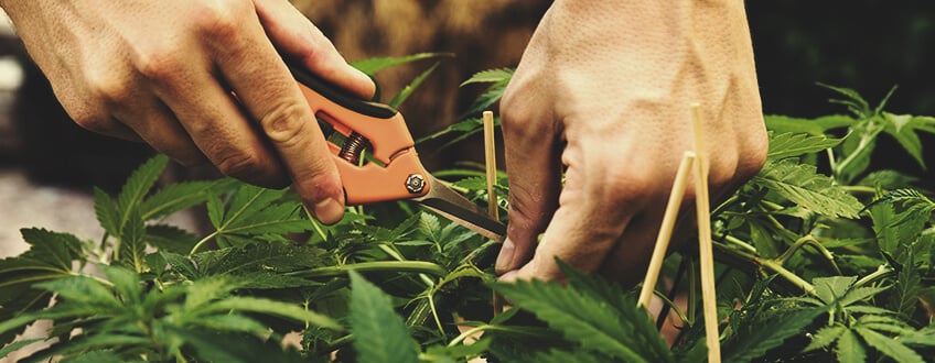 Kümmere Dich um Deine Plantage! Kümmere Dich um Deine Plantage!