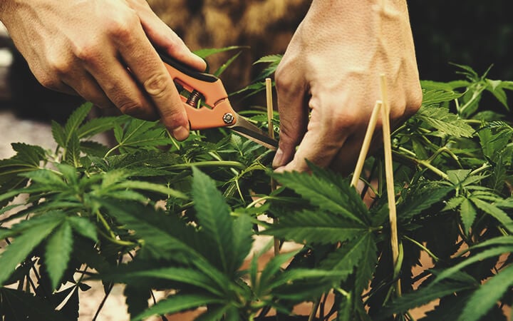 Kümmere Dich um Deine Plantage! Kümmere Dich um Deine Plantage!