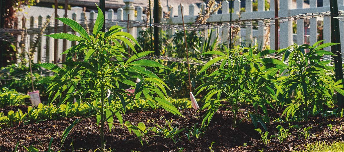 Wie man Cannabis indoor ohne Lampen anbaut Wie man Cannabis indoor ohne Lampen anbaut