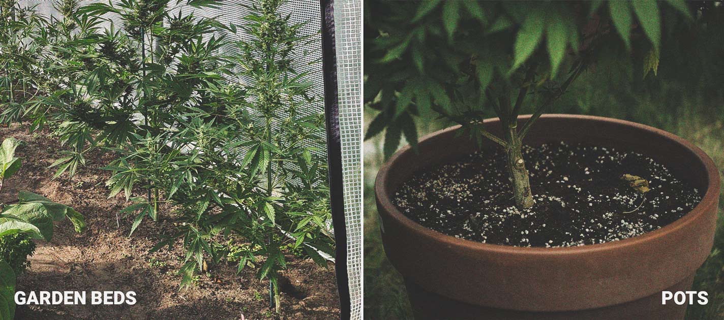Wie man Cannabis mit dichten Blüten anbaut