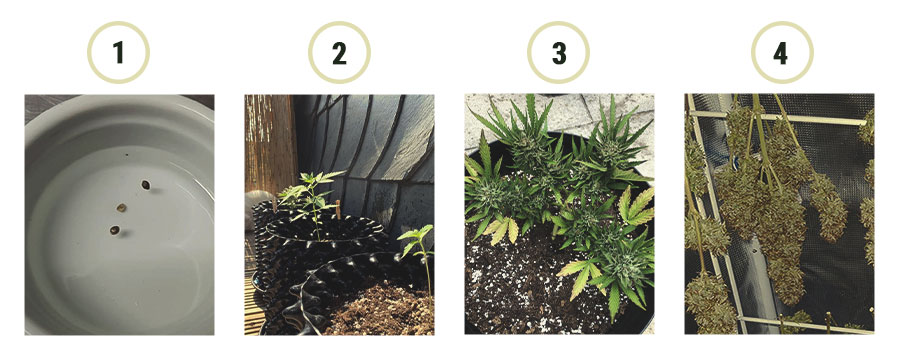 cannabis plant cannabis plant