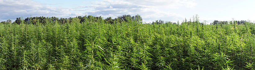 Unterschied zwischen männlichen und weiblichen Cannabispflanzen Unterschied zwischen männlichen und weiblichen Cannabispflanzen
