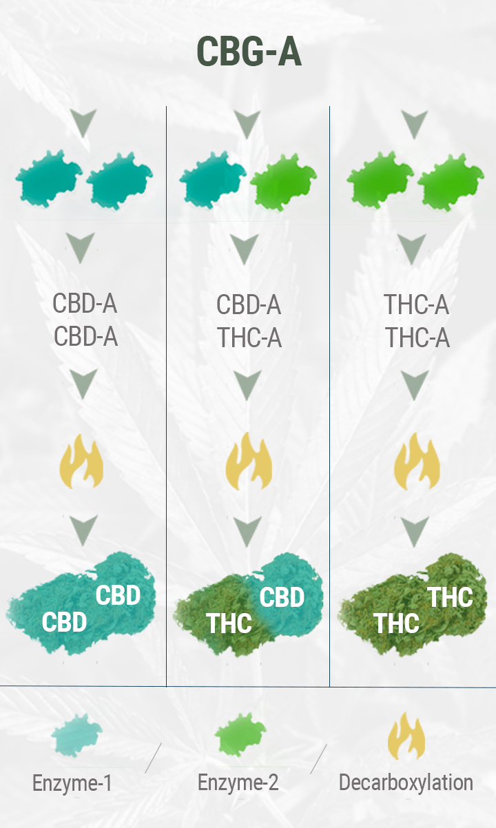 HOW IS CBD FLOWER MADE