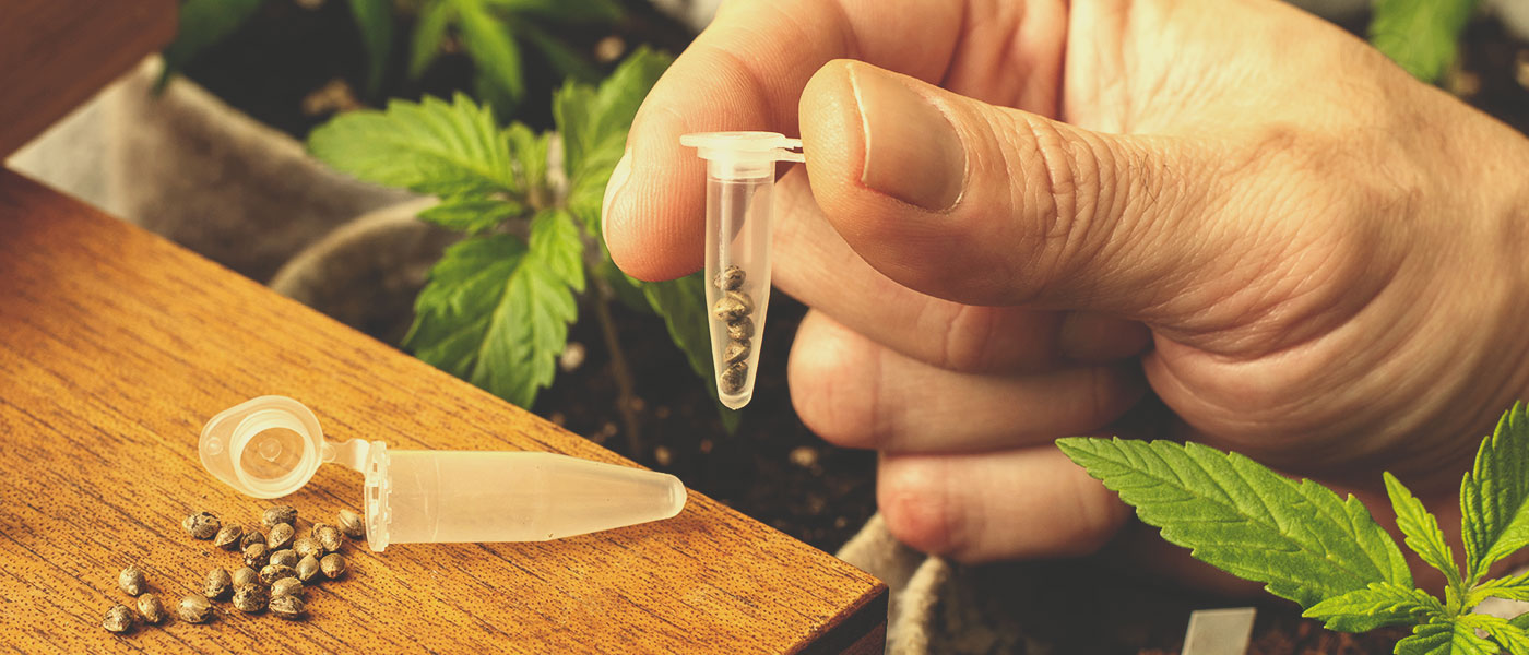 Medizinische Cannabissamen Royal Queen Seeds
