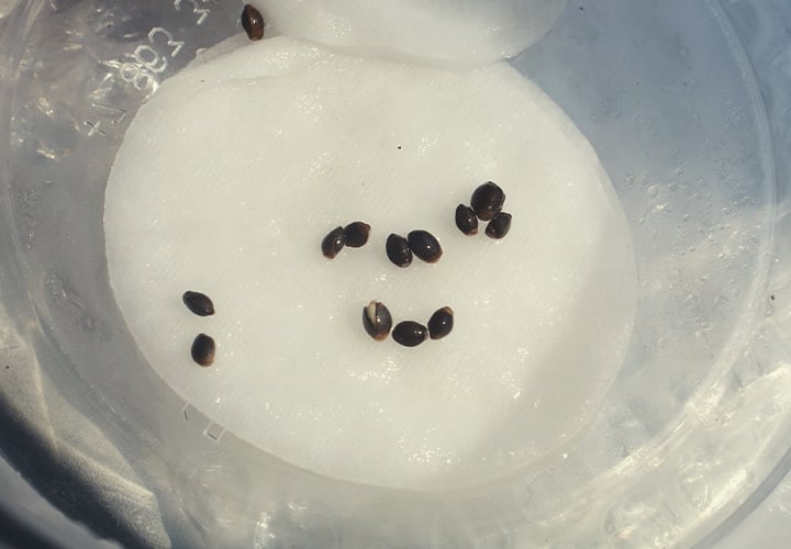 Cannabis germination Cannabis germination