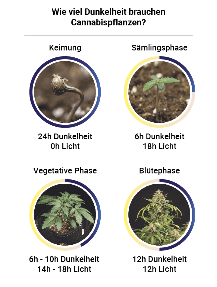 Darkness in cannabis plants