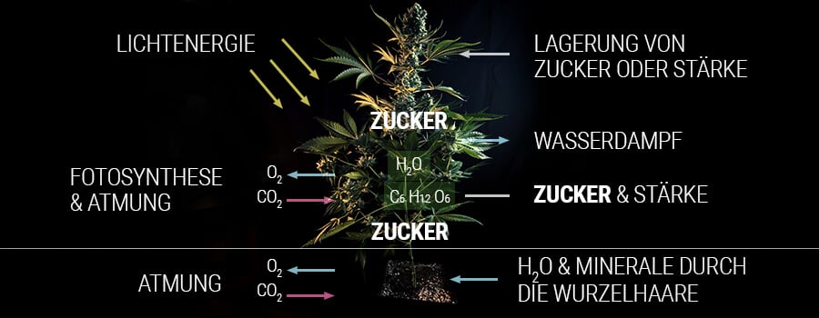 Wie eine Cannabispflanze Zucker produziert