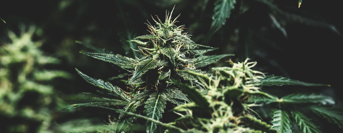 Welche Cannabisfarben gibt es? Welche Cannabisfarben gibt es?