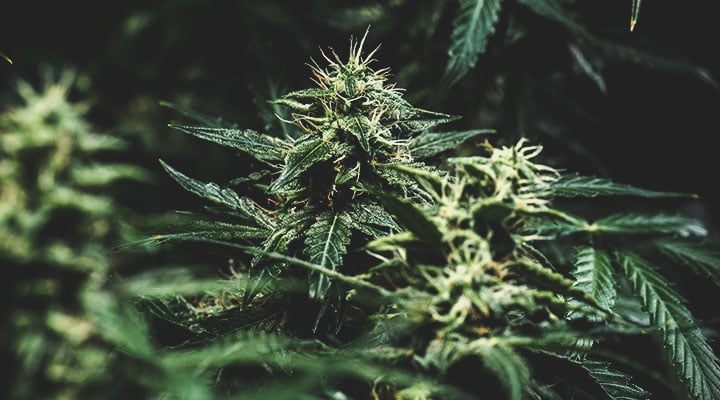 Welche Cannabisfarben gibt es? Welche Cannabisfarben gibt es?