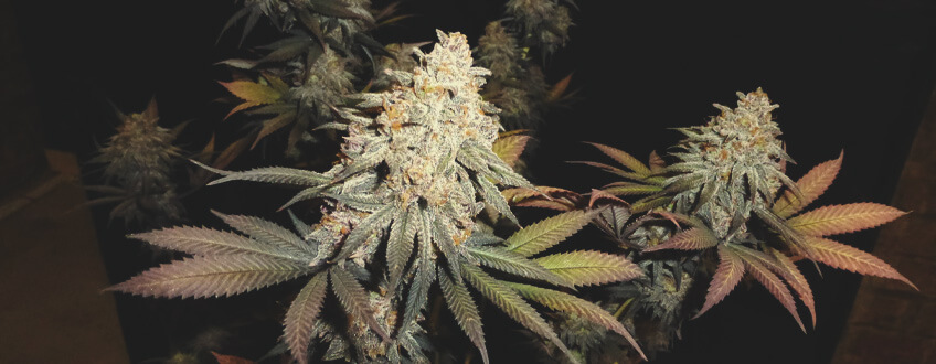 Green Crack Punch Green Crack Punch