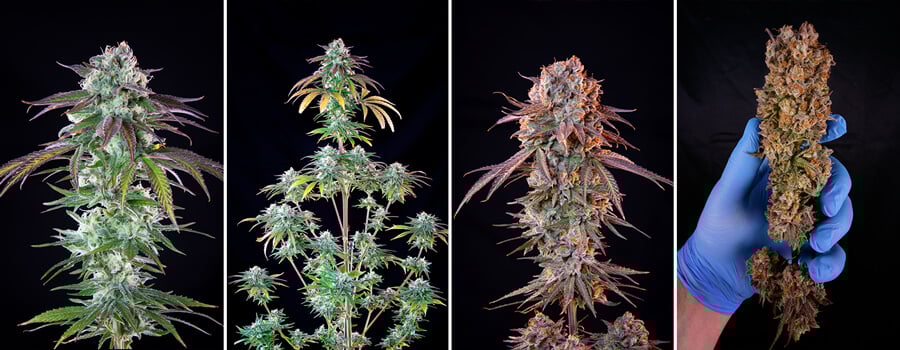 Green Crack Punch