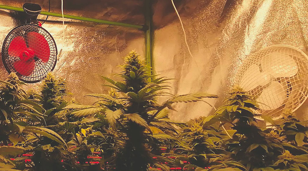 Top 10 Most Popular Feminized Cannabis Strains Top 10 Most Popular Feminized Cannabis Strains