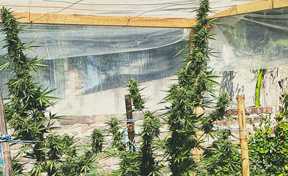 Top 10 High-Yielding Outdoor Cannabis Strains Top 10 High-Yielding Outdoor Cannabis Strains