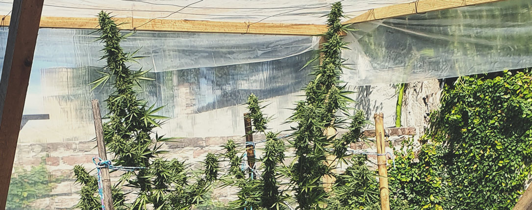 Top 10 High-Yielding Outdoor Cannabis Strains Top 10 High-Yielding Outdoor Cannabis Strains