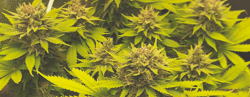 Green Gelato