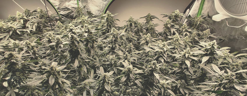 Green Gelato Green Gelato