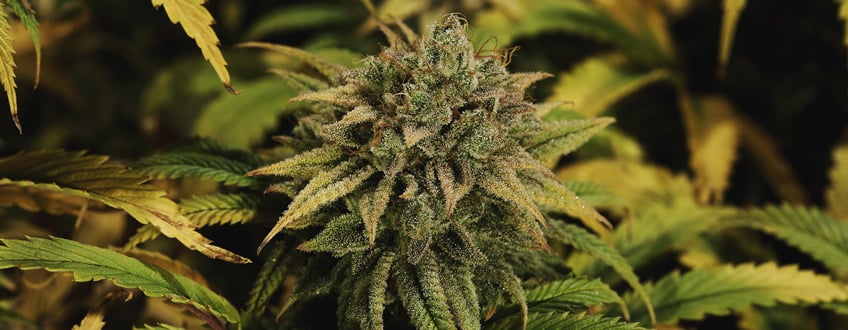 Green Gelato Green Gelato