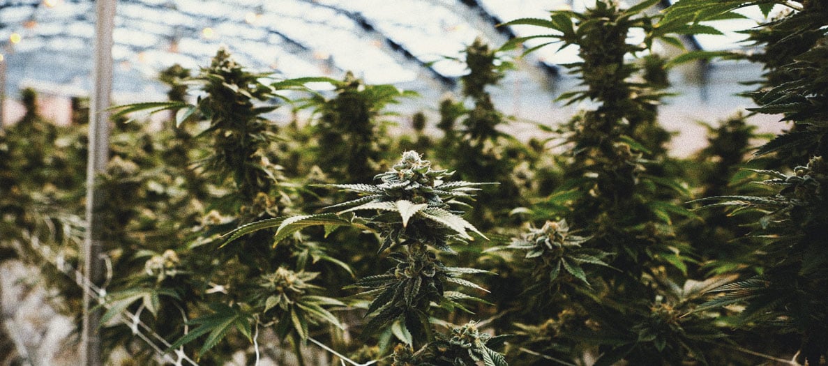 Wie man Cannabis indoor ohne Lampen anbaut Wie man Cannabis indoor ohne Lampen anbaut