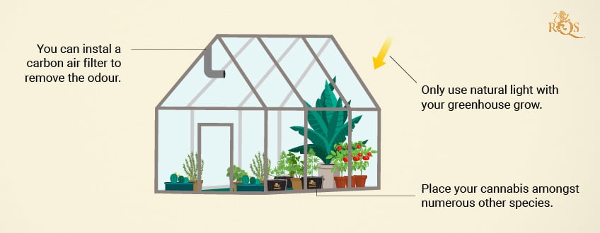 Verstecken Sie Ihre Pflanzen in einem Gewächshaus