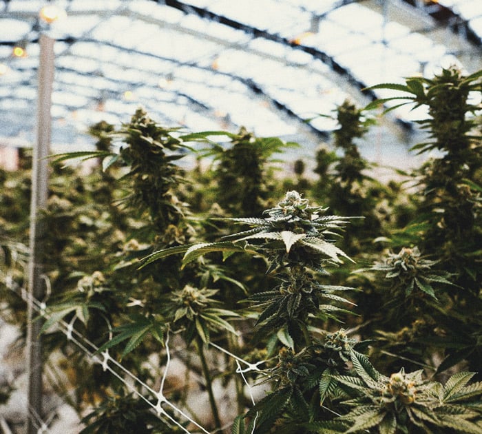 Wie man Cannabis indoor ohne Lampen anbaut Wie man Cannabis indoor ohne Lampen anbaut