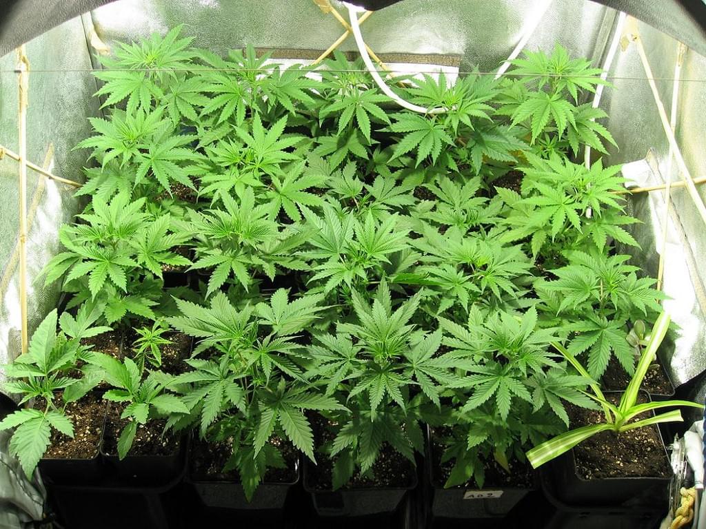 Indoor-Marihuana wächst Indoor-Marihuana wächst