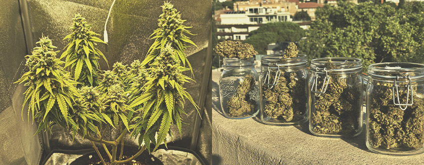 Wer verwendet automatische Cannabissorten und warum? Wer verwendet automatische Cannabissorten und warum?