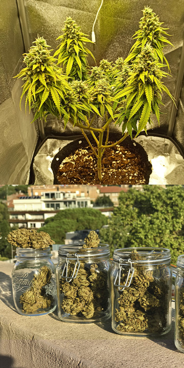 Wer verwendet automatische Cannabissorten und warum? Wer verwendet automatische Cannabissorten und warum?