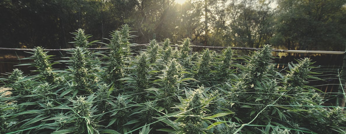Ist Cannabis einjährig, zweijährig oder mehrjährig? Ist Cannabis einjährig, zweijährig oder mehrjährig?