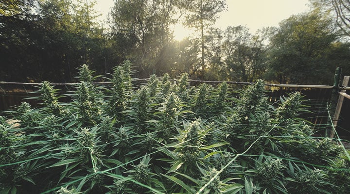 Ist Cannabis einjährig, zweijährig oder mehrjährig? Ist Cannabis einjährig, zweijährig oder mehrjährig?