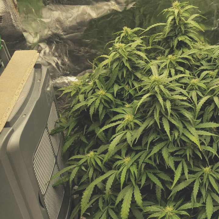 WIE DU AUTOFLOWERING SAMEN ANBAUST WIE DU AUTOFLOWERING SAMEN ANBAUST
