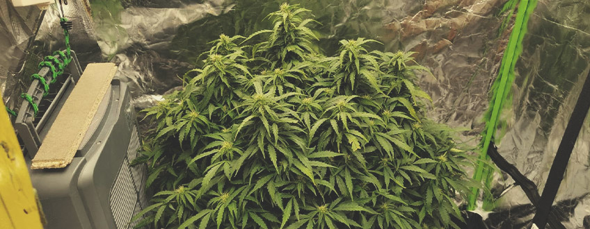 WIE DU AUTOFLOWERING SAMEN ANBAUST WIE DU AUTOFLOWERING SAMEN ANBAUST