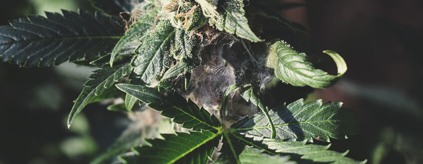 Schimmeliges Weed Beim Anbau Erkennen Schimmeliges Weed Beim Anbau Erkennen