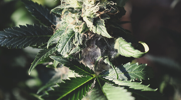 Schimmeliges Weed Beim Anbau Erkennen Schimmeliges Weed Beim Anbau Erkennen