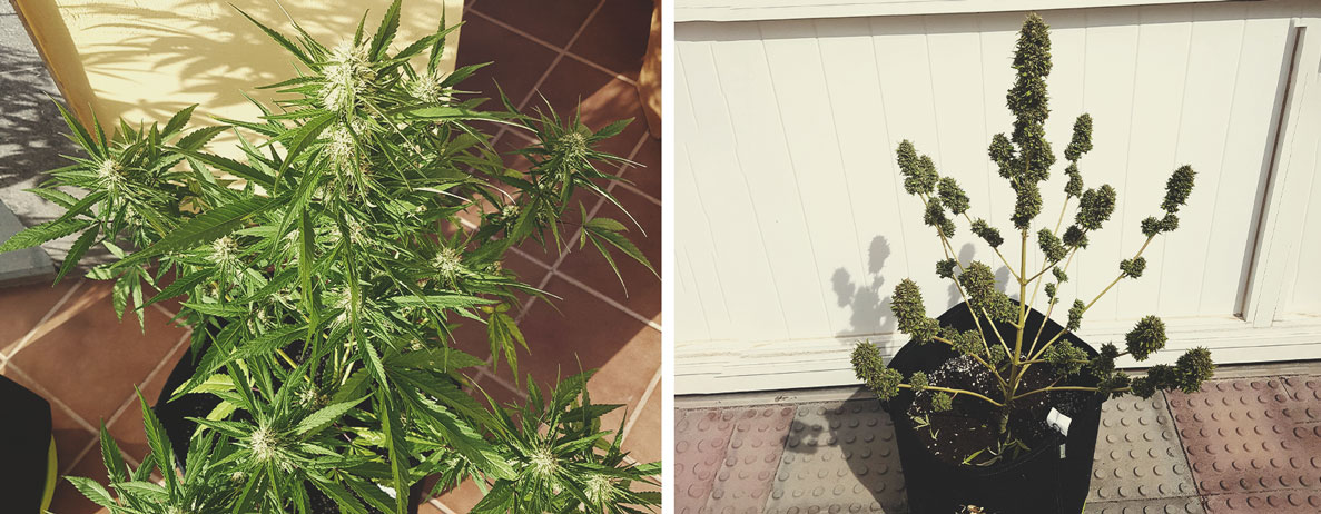Anbaukalender für die Weed-Saison Anbaukalender für die Weed-Saison