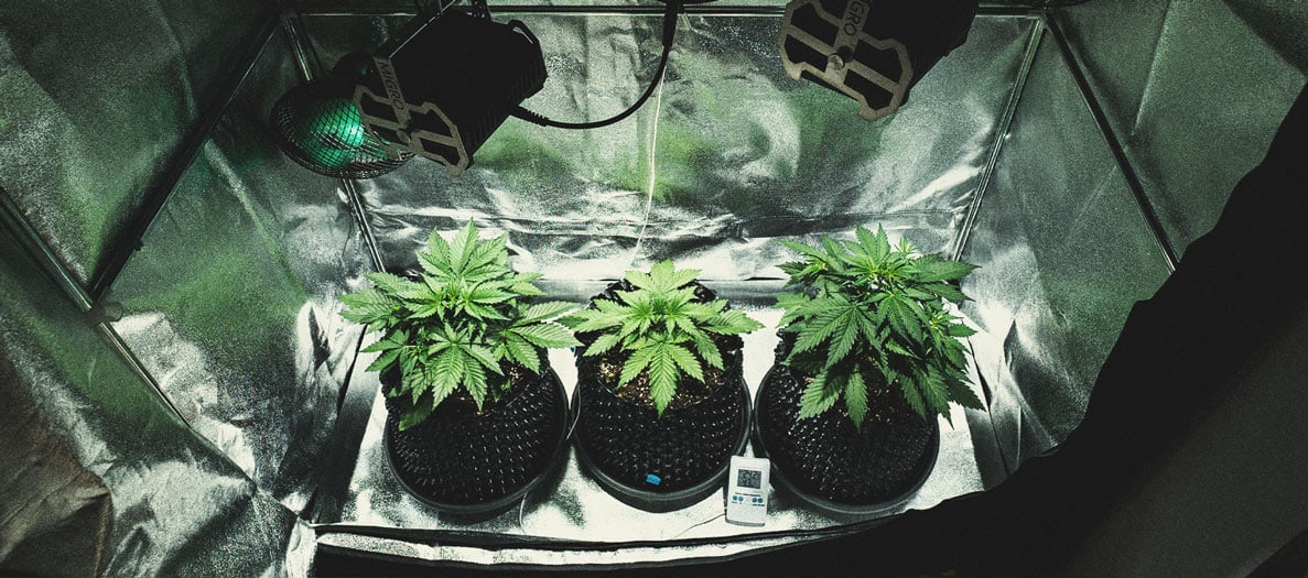 Alles Wissenswerte über Cannabis-Growboxen