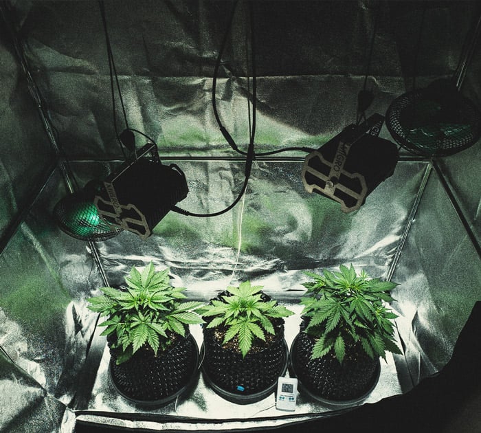 Alles Wissenswerte über Cannabis-Growboxen