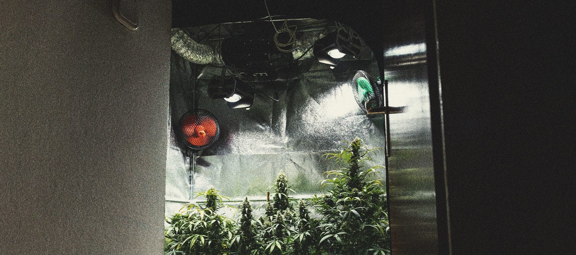 Alles Wissenswerte über Cannabis-Growboxen Alles Wissenswerte über Cannabis-Growboxen