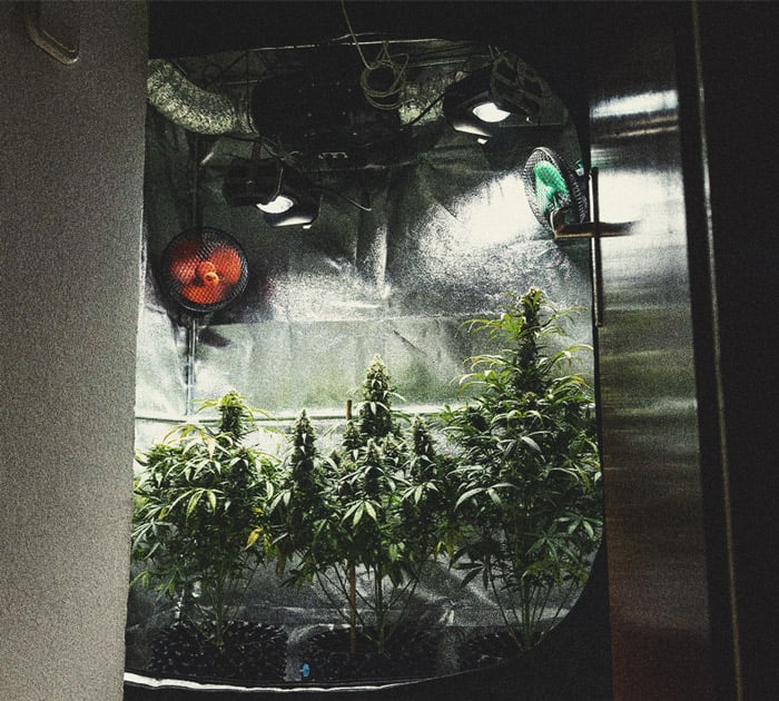 Alles Wissenswerte über Cannabis-Growboxen Alles Wissenswerte über Cannabis-Growboxen