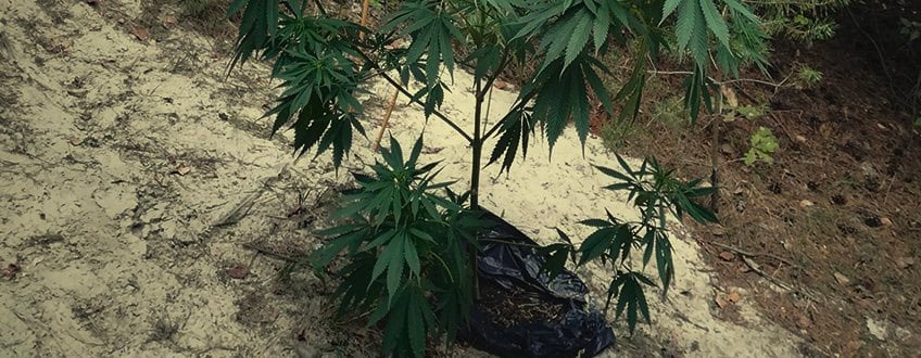 Guerrilla Cannabis Plantage