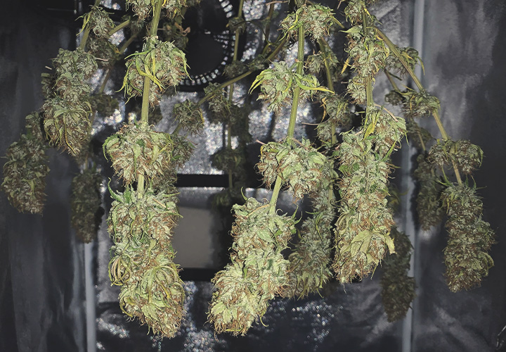 Cannabis harvest Cannabis harvest